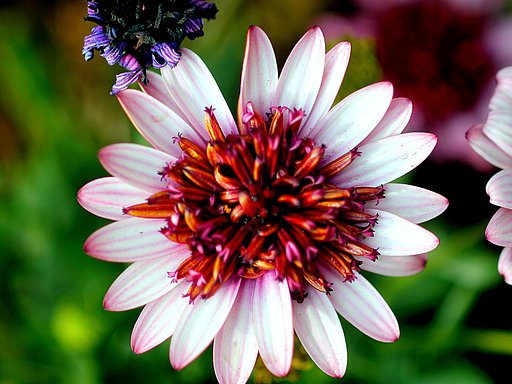 Canon EF100mm F2.8macro