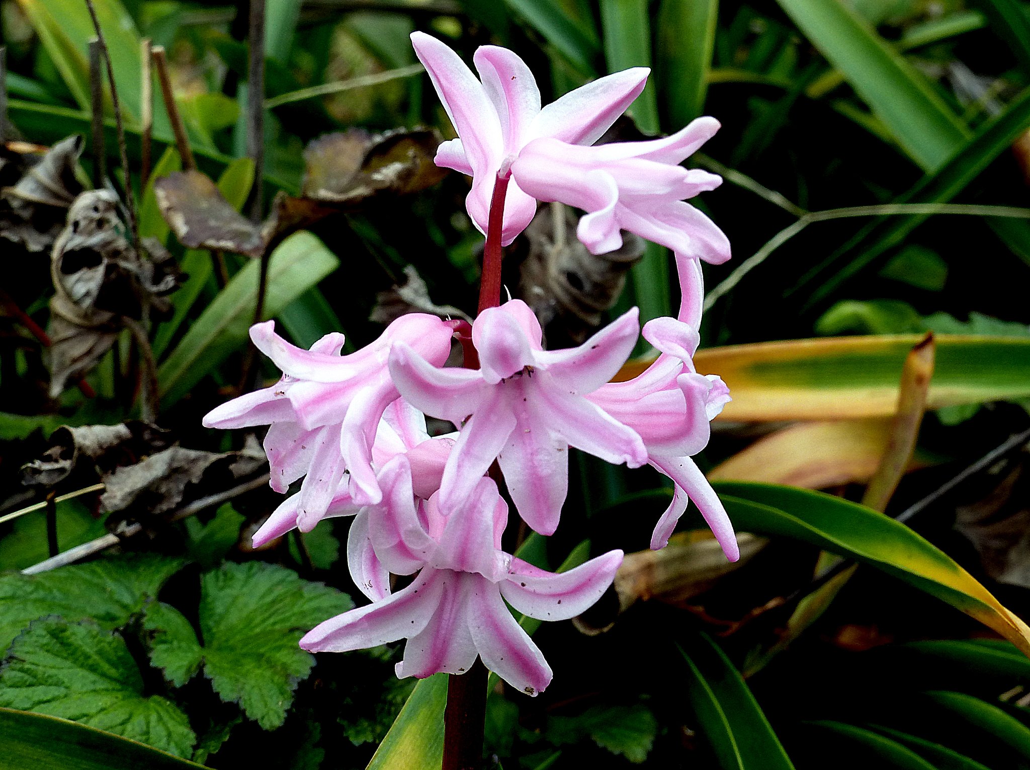 コンデジで3月の庭の花を撮りました。２