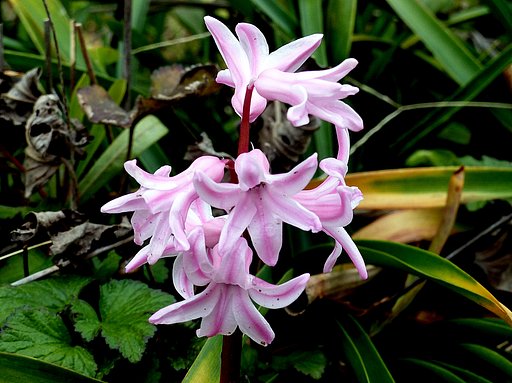 コンデジで3月の庭の花を撮りました。２