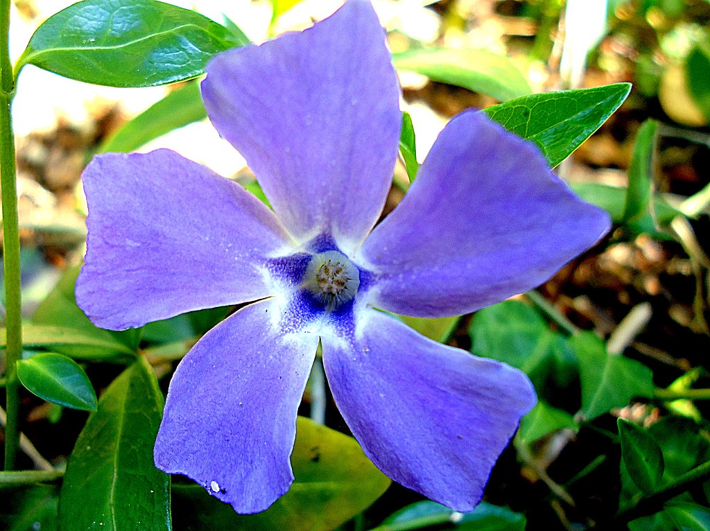 古いコンデジで庭の花を撮りました。　２