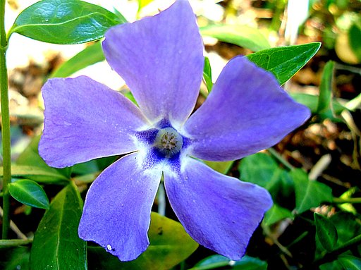 古いコンデジで庭の花を撮りました。　２