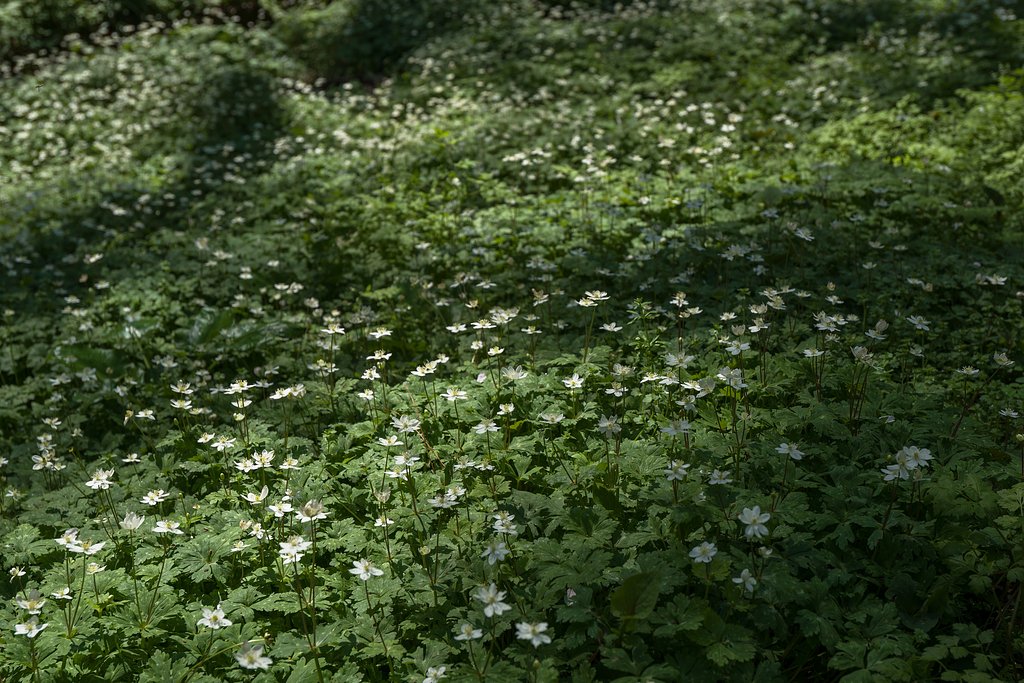 光と影のお花畑