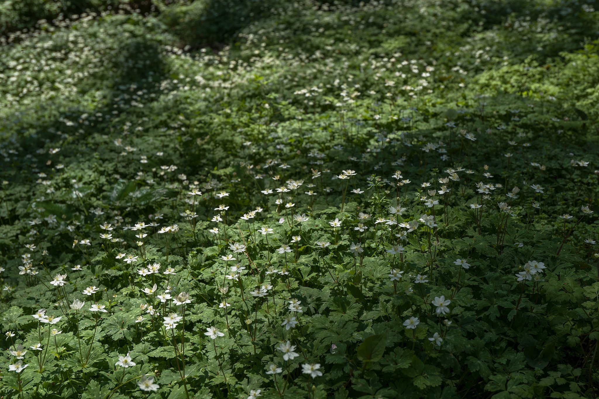光と影のお花畑