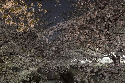 夜桜と金星