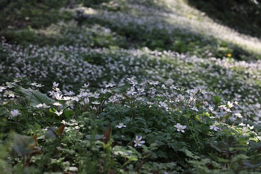 ニリンソウ、ずっと向こうまで・・・