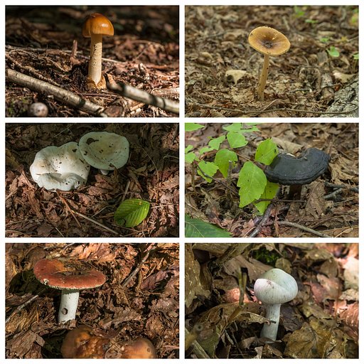 きのこ図鑑？