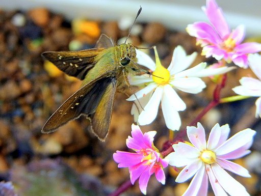 ダイモンジソウに留まるセセリチョウ