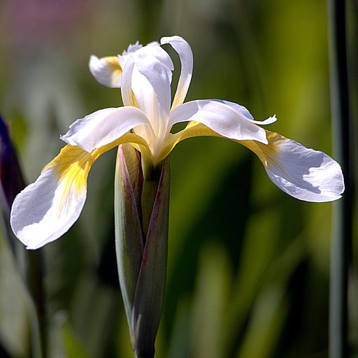アイリス　６