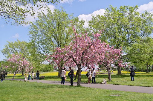 最後の桜