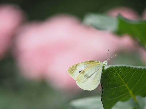蝶よ、花よ。２