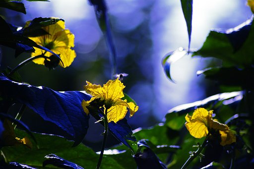 ヘチマの花　３