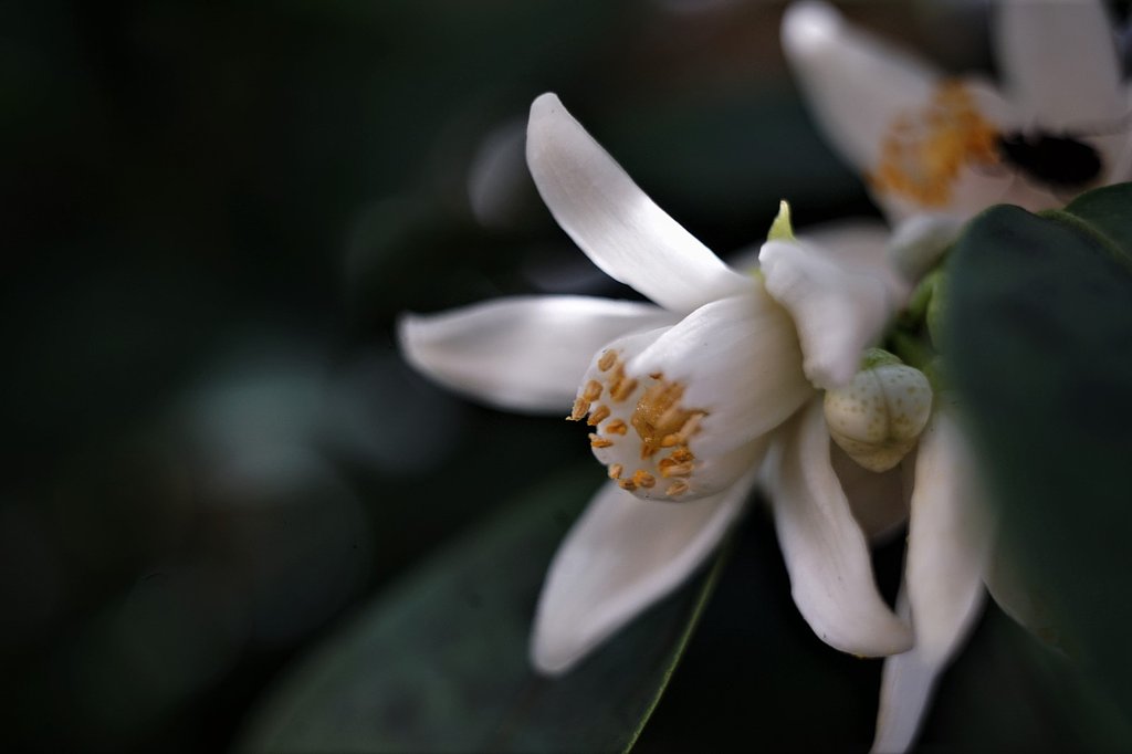 日差しが戻って柚子の花