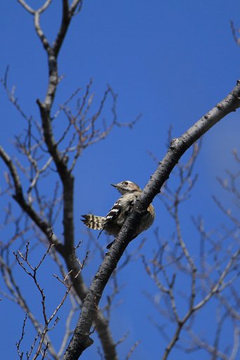 青空コゲラッチョ