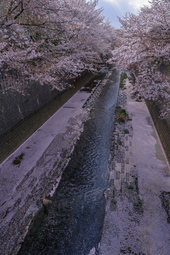 花筏