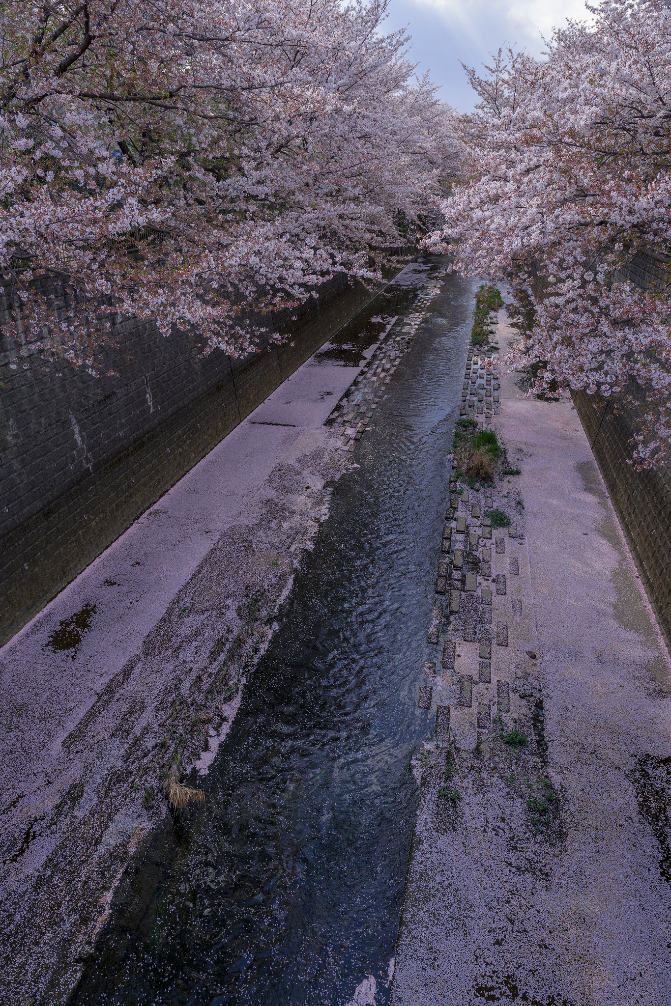 花筏