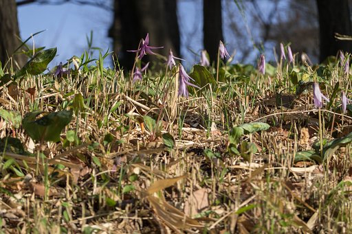 凍える群生