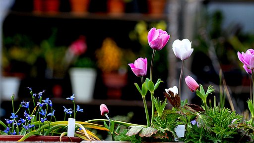 目線での庭の花
