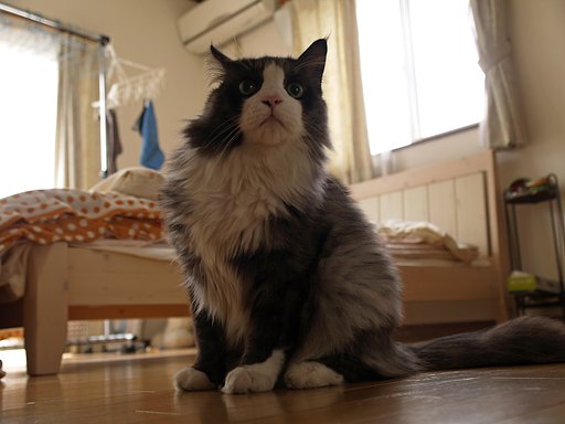 【円】猫の目キュッチャバージョン