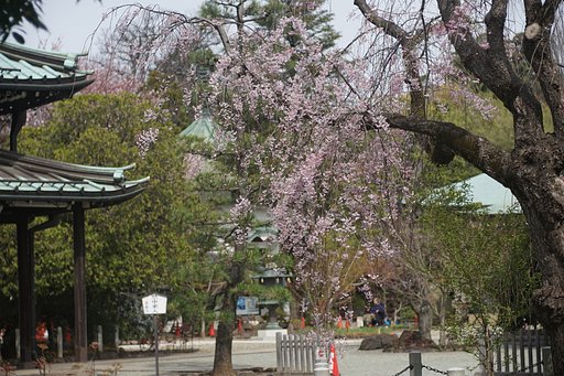 枝垂れ桜