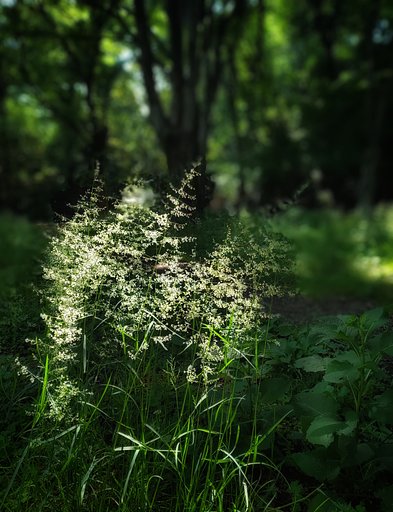 深緑　木漏れ日が