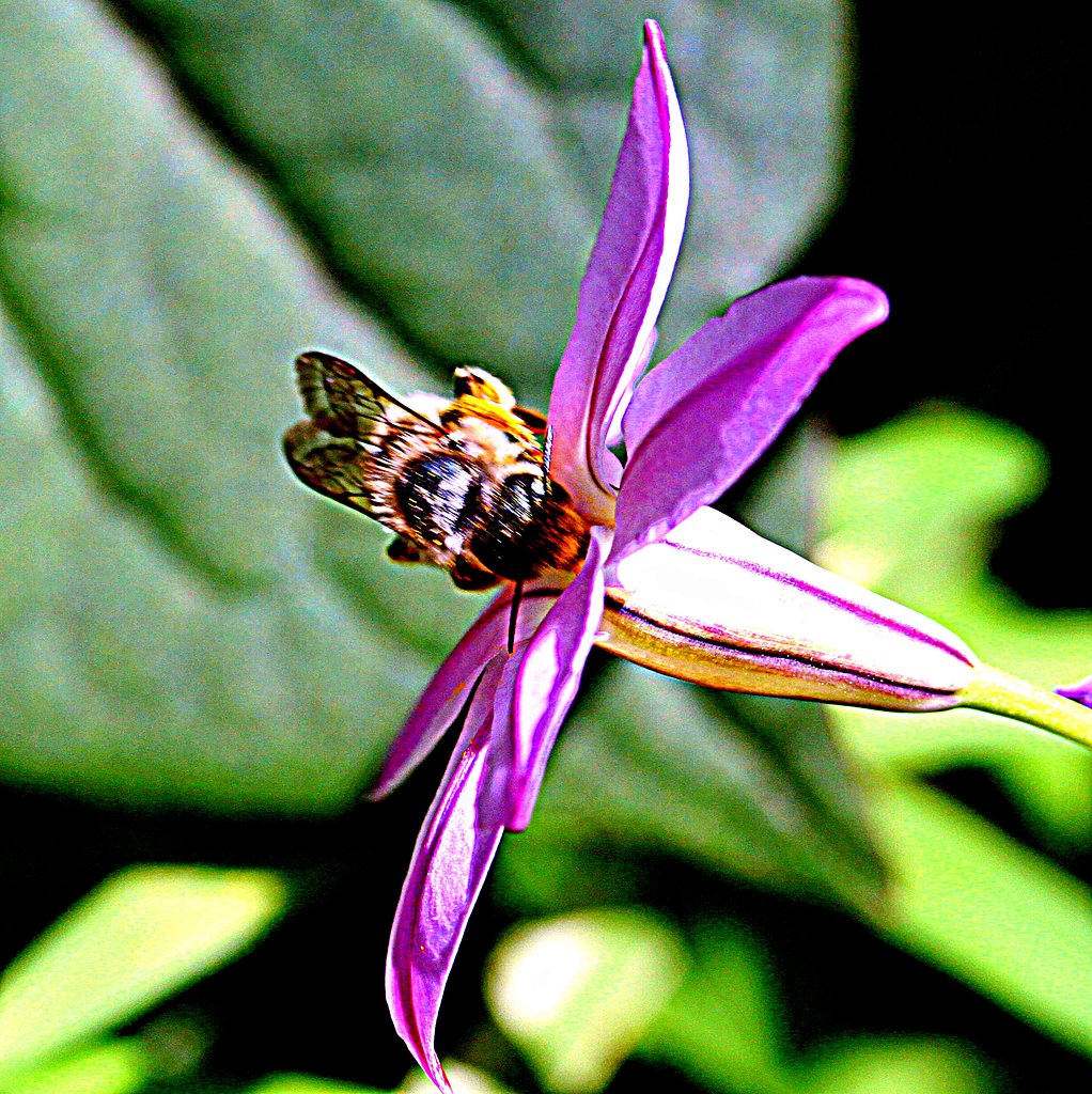 ハナニラに蜂が・・