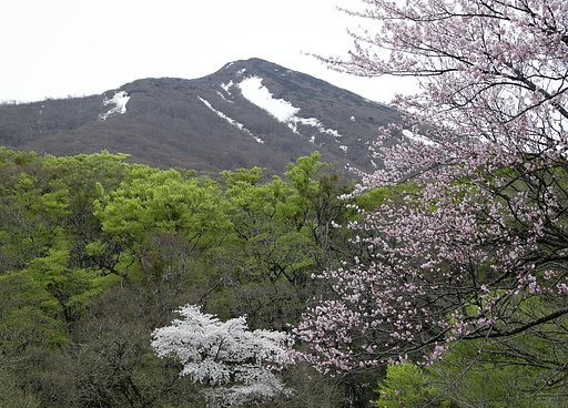 山桜