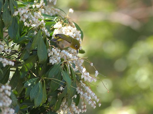 白花に囲まれて