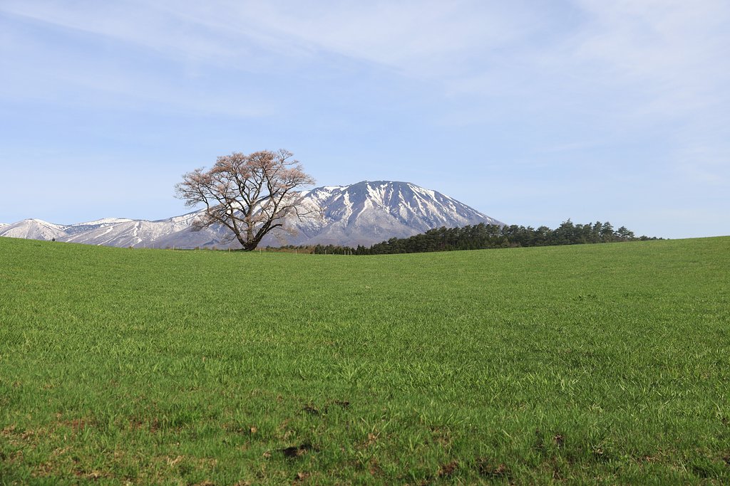 岩手にて（その１）小岩井の一本桜