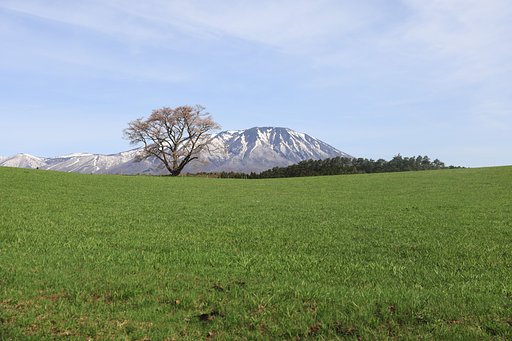 岩手にて（その１）小岩井の一本桜