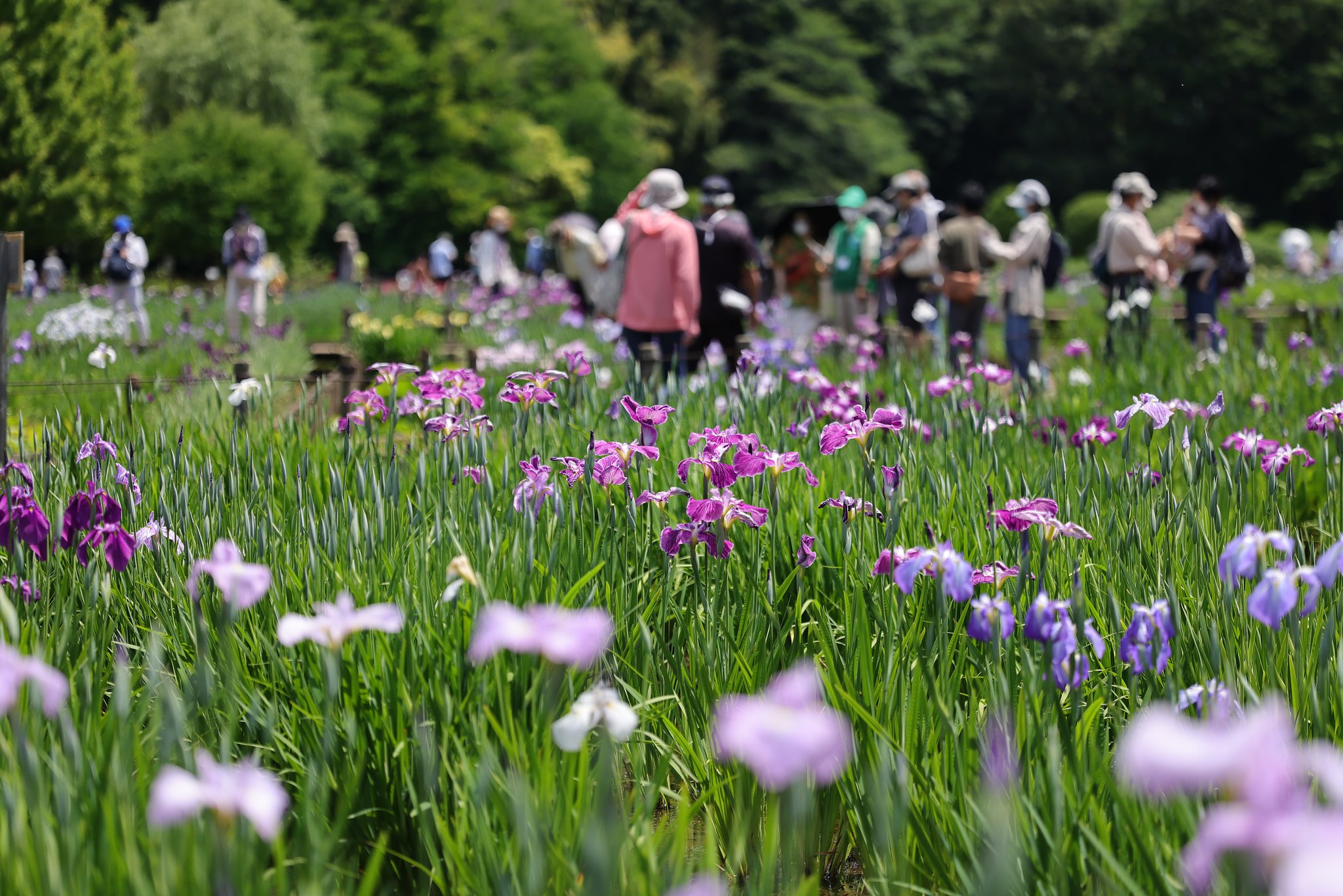 三年ぶりの菖蒲祭り