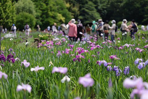 三年ぶりの菖蒲祭り