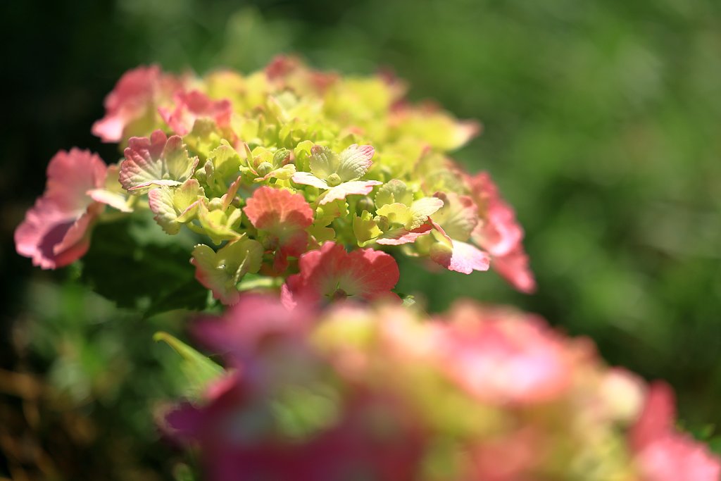 紫陽花