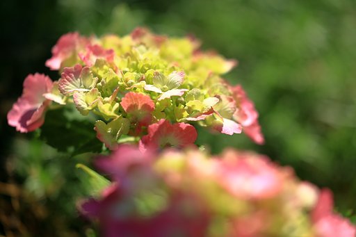 紫陽花