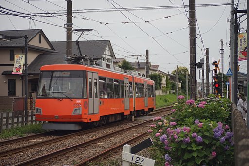 世田谷線（アジサイ電車）