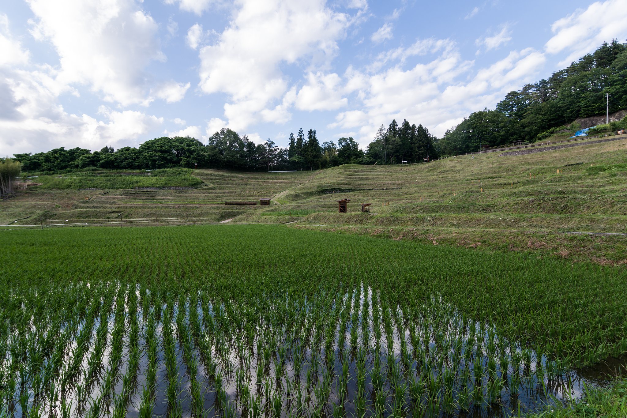初夏のコロッセウム