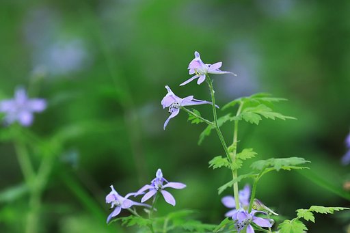 飛び交う燕