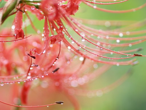 【円】天上の花