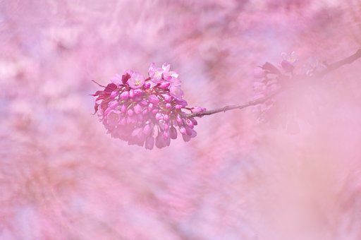 桜玉