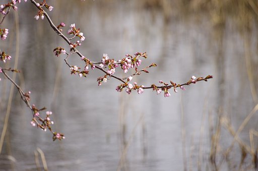 咲きます