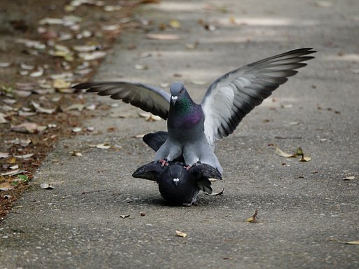 キジ