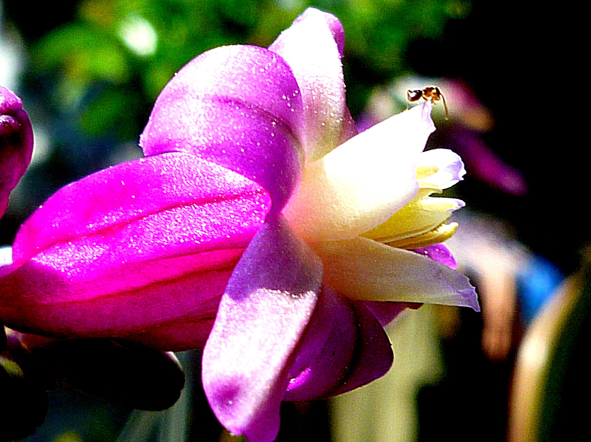 小さい蟻と花