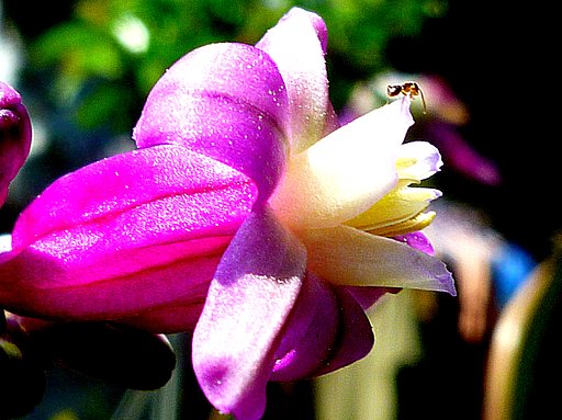 小さい蟻と花