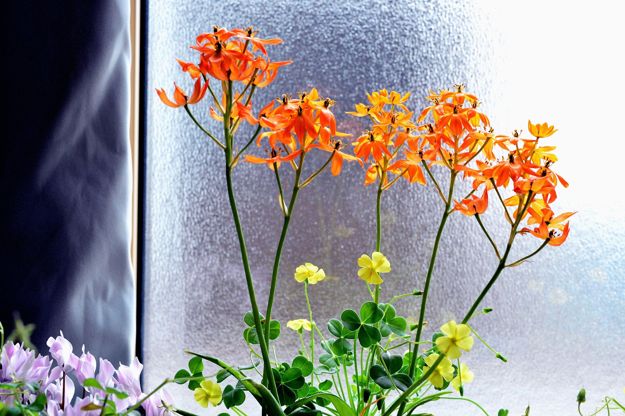 窓辺の花達