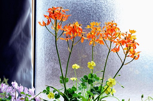 窓辺の花達