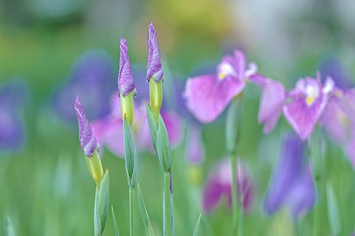花菖蒲の季節に　Ⅱ