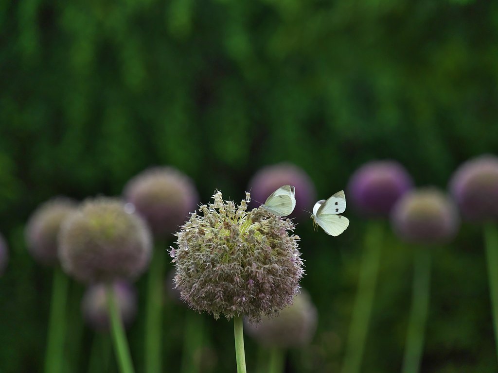 butterflie