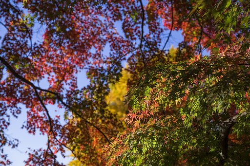 満天のもみじ