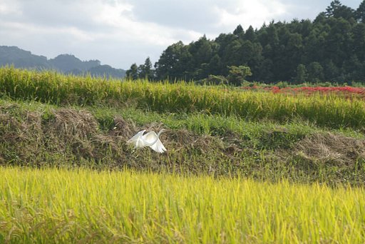 秋の白鷺２