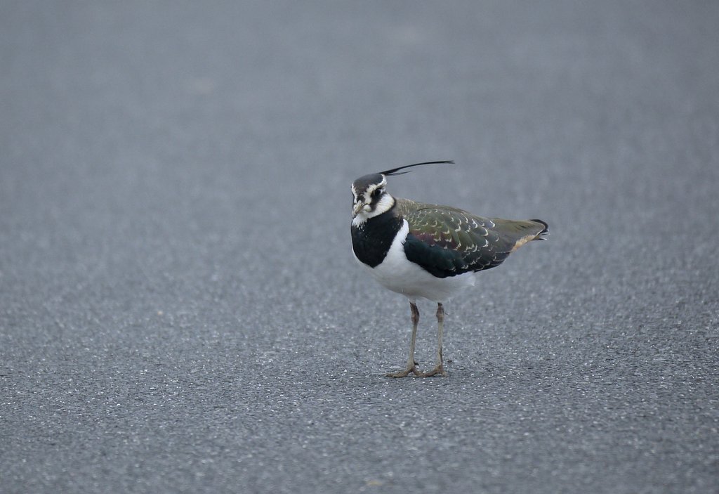 タゲリ