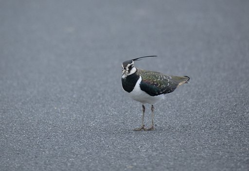 タゲリ